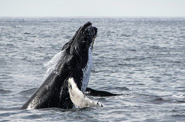 1600 Tonnen tägliche Produktherstellung